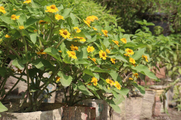 Butter Daisy flower plant on farm