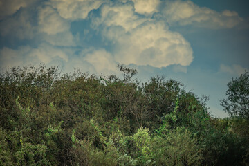 green summer nature outside the city