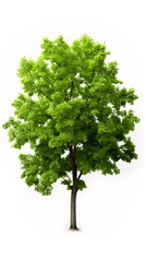 Fototapeta premium tree