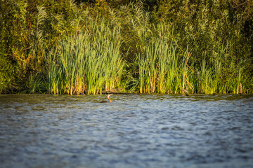 a bird on a pond in the wild