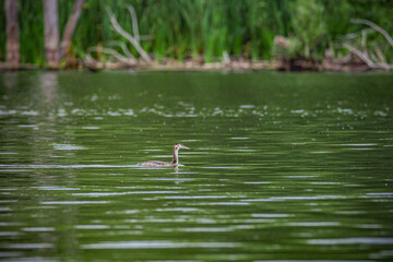 a bird on a pond in the wild