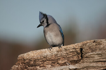 Blue Jays perching in winter