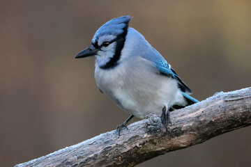 Blue Jays in winter