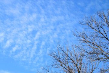 Fall Sky with fluffly clouds