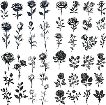 set of rose illustration isolated floral flower drawing black and white vector graphic element beautiful decoration design blossom collection