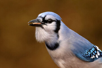 Blue Jay on windy day