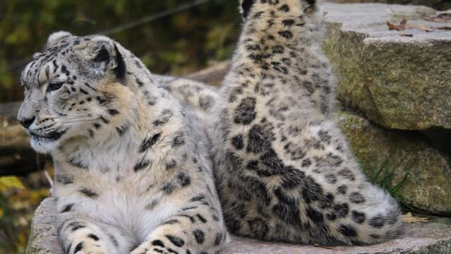Close view of female snow leopard with baby resting
