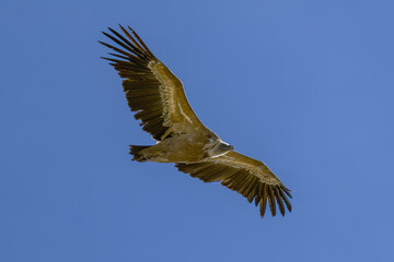 Buitre leonado ibérico en la Sierra de Guadarrama