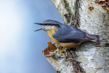 Kleiber (Sitta europaea)