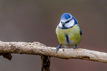 Blaumeise (Cyanistes caeruleus)