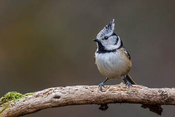 Haubenmeise (Lophophanes cristatus)