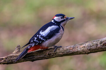 Buntspecht (Dendrocopos major) Männchen
