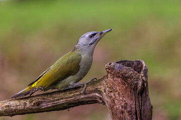 Grauspecht (Picus canus) Weibchen