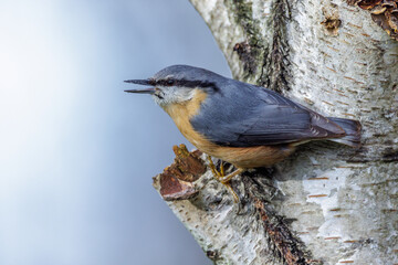 Kleiber (Sitta europaea)