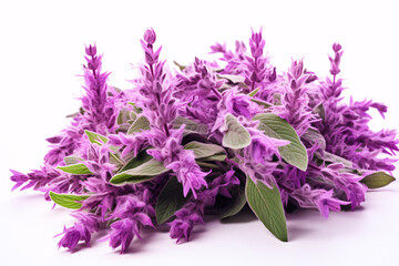 Isolated Salvia sclarea, clary or clary sage herb on a white background.