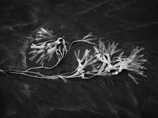 Seaweed, wrack, on sandy beach. UK infrared shot. - 685784880