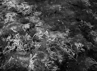 Seaweed in tidal pool in UK infrared shot. - 685786694