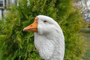 head of a white goose close-up