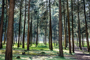 trees in the forest