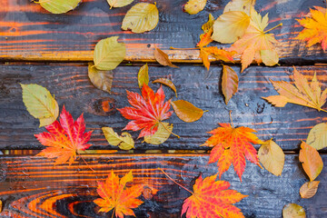 Colorful autumn leaves on a wooden bench - obrazy, fototapety, plakaty