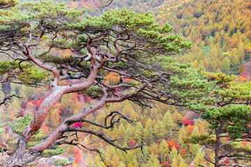 Pine tree on the mountain top with fall colors near Benxi, China