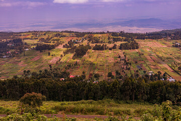 lavender field region