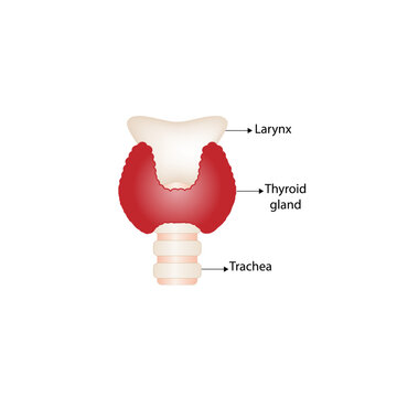 Thyroid gland, trachea and larynx. Anatomy of the thyroid gland. Medical concept. Vector illustration.	

