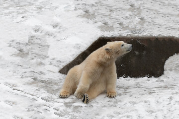 Funny white bear. Polar bear in a funny pose. 