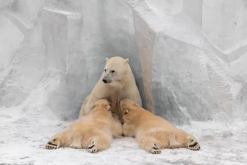 Keuken spatwand met foto Polar Bear mom feeding twins cubs.  © fizke7