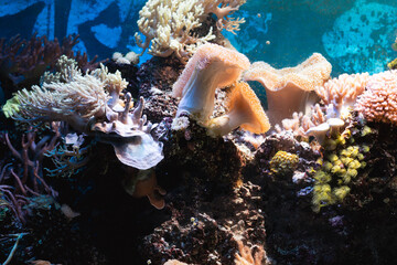 Underwater world beautiful coral reef