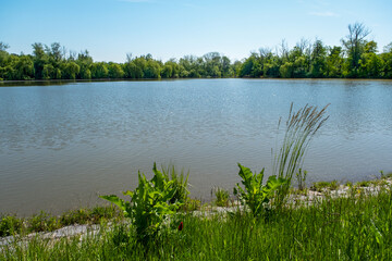 sunlit landscape around the pond, plants and trees around the lake