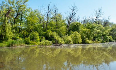 Fototapeta na wymiar lake scenery, trees around the lake, reflection of trees in water