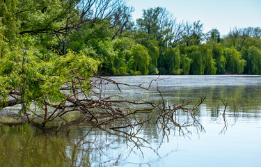 lake scenery, trees around the lake, fallen tree in water, landscape by the lake