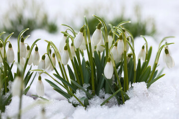 Blooming snowdrop flowers on the snow, selective focus blur. A beautiful card for the holiday in March.
