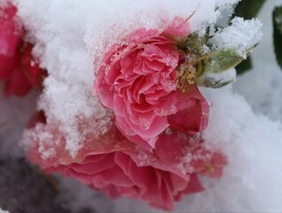 pink rose in snow