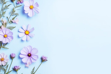 Cosmos flower isolated on pastel blue background