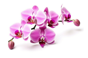 Obraz premium Pink orchid flowers isolated on white background