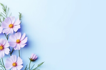 Cosmos flower isolated on pastel blue background