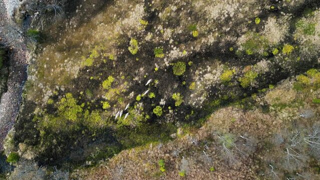 Reindeer from above gazing in the moss on top of a Norwegian mountain. Utvikfjellet filmed by drone in 4K