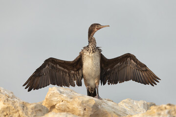 Portrait of a Socotra cormorant, Busaiteen coast, Bahrain