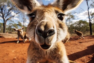 Obraz premium Close up portrait of a kangaroo. Detailed image of the muzzle.