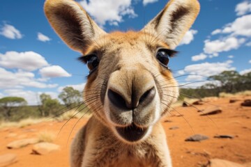 Obraz premium Close up portrait of a kangaroo. Detailed image of the muzzle.