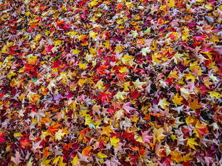 Colourful autumn leaf litter