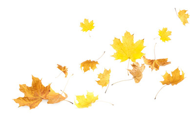 Naklejka na ściany i meble Dry autumn leaves flying on white background