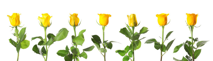 Many beautiful yellow roses isolated on white