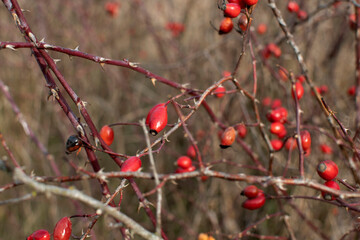Close up of wild rosehip berries on branches	