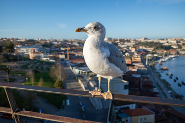 seagull on the pier