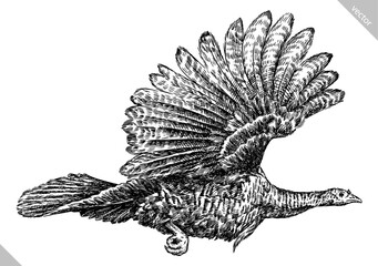 Vintage engraving isolated turkey set illustration ink sketch. Farm fowl background bird silhouette art. Black and white hand drawn vector image
