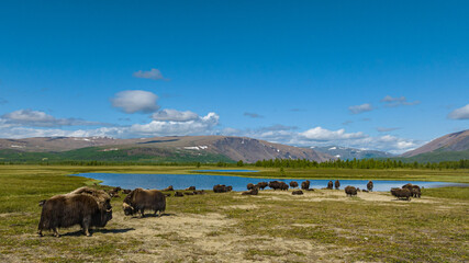 a herd of musk oxen in the national park in the polar Urals