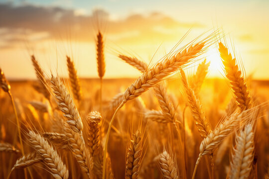 Sunset over wheat field creating warm golden tones